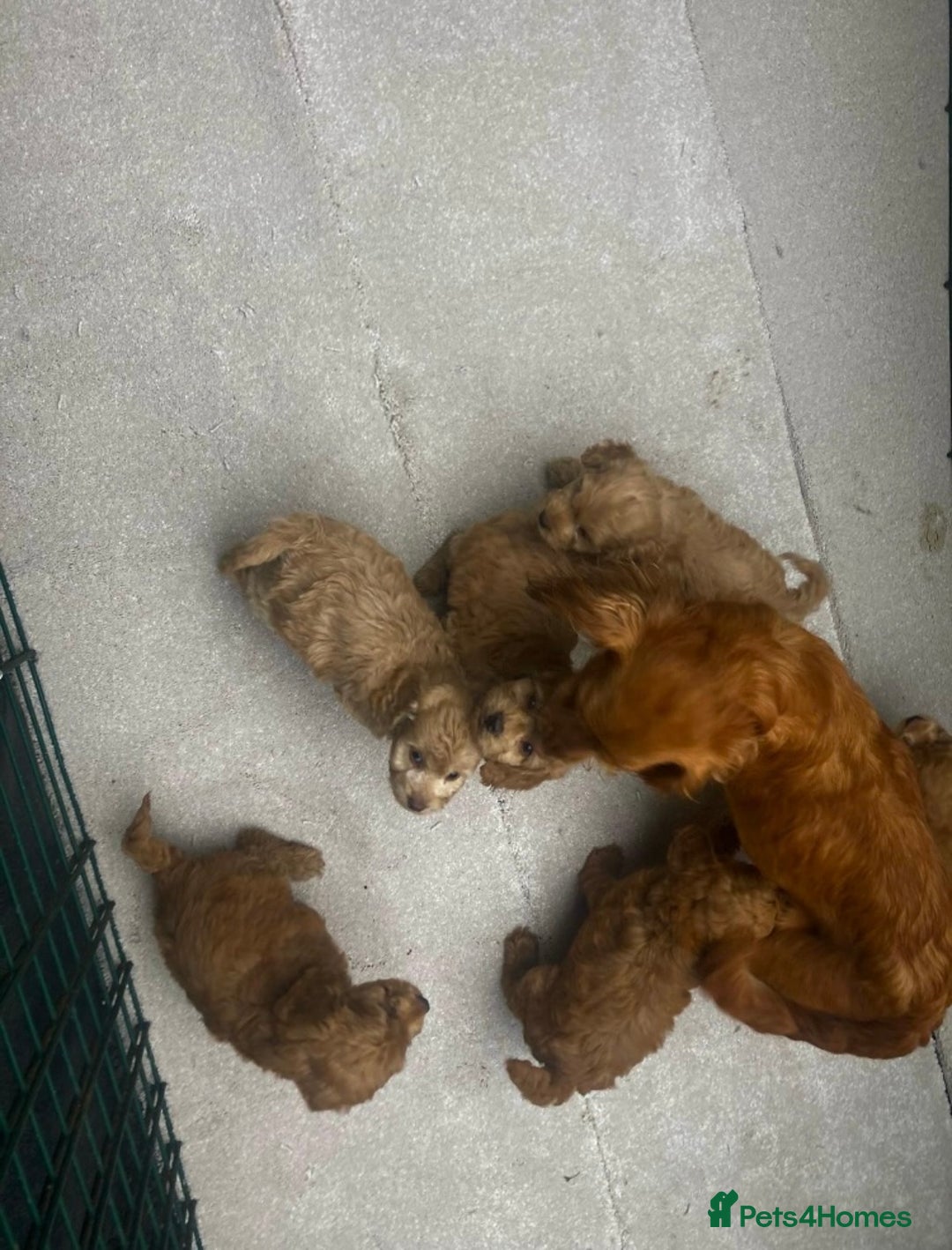Cockapoo dogs for sale: CockerPoo  - Image 7