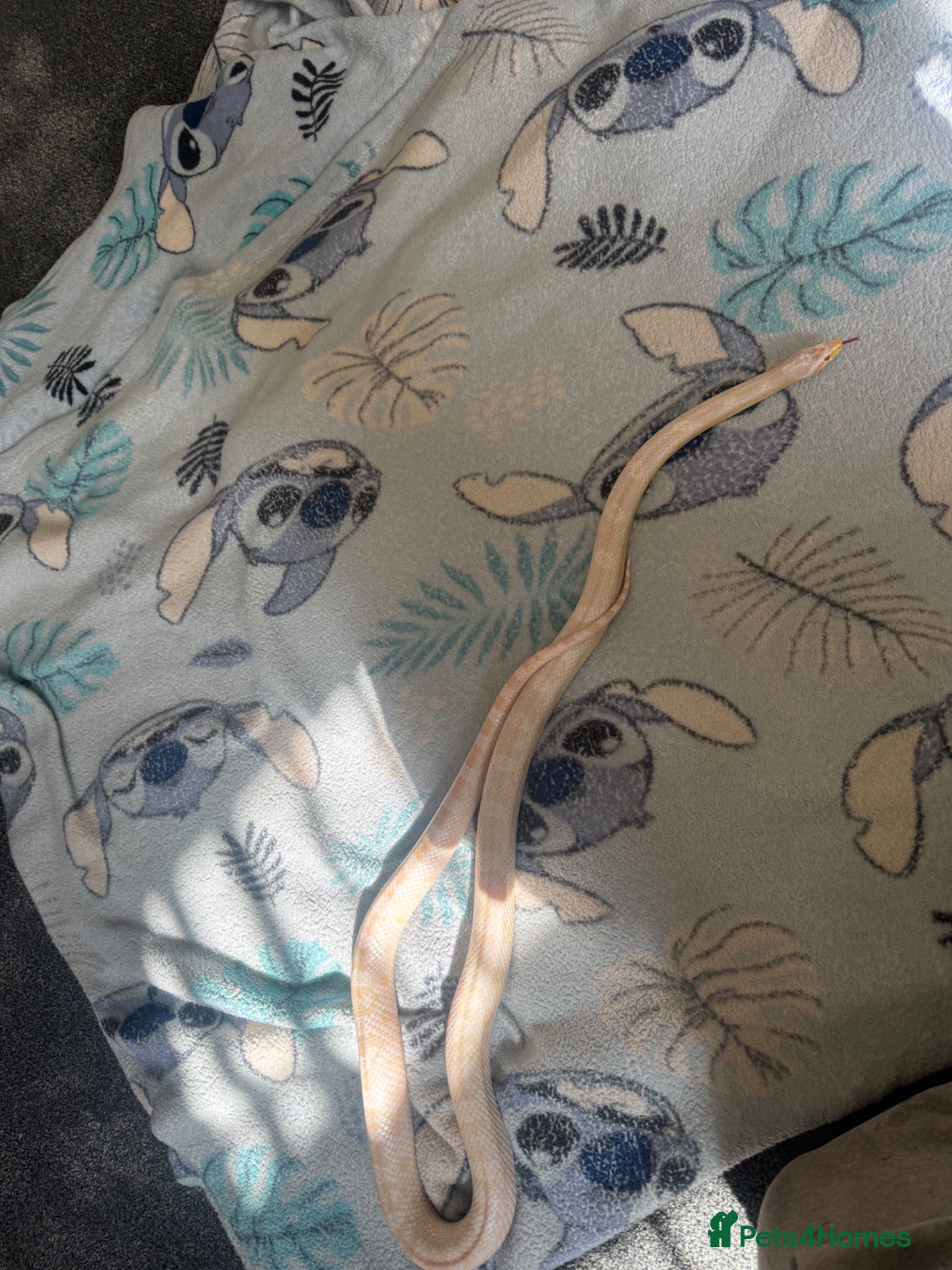 Corn Snake reptiles Corn snake  - Advert 7