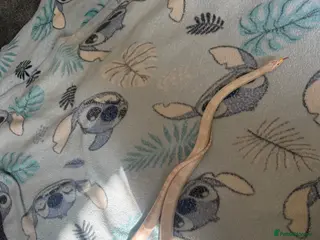 Corn Snake reptiles Corn snake - Advert 1