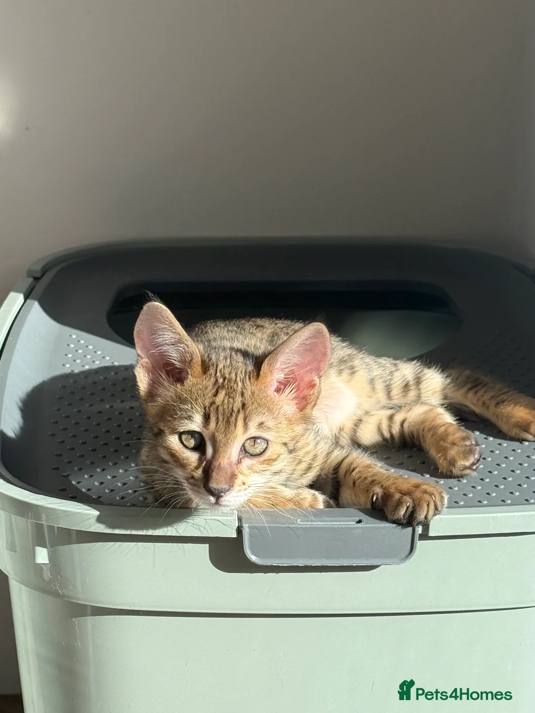 Savannah cats for sale: TICA F3 Savannah Kittens - Luxe Cat co. in Blackpool - Advert 20