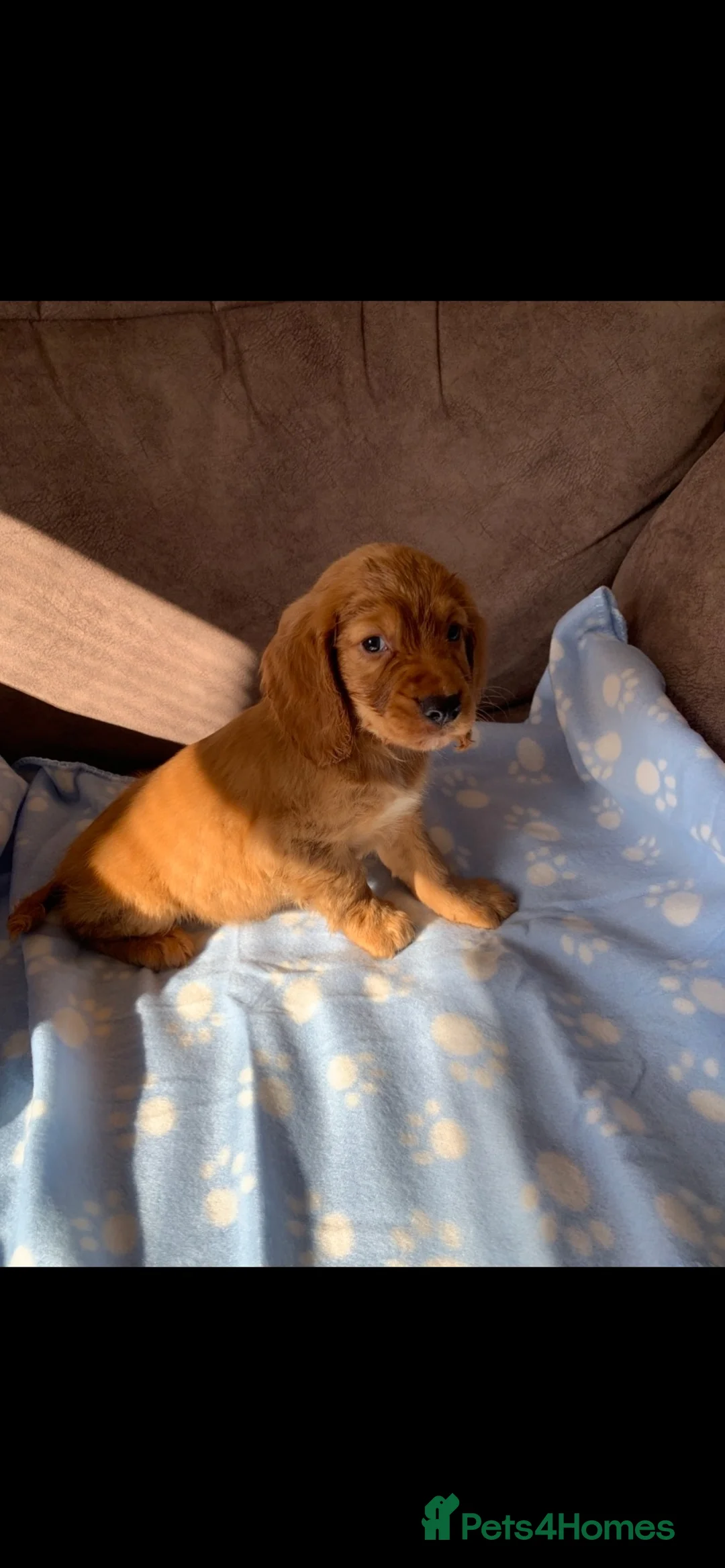Cocker Spaniel dogs for sale: Working cocker spaniel pups - Advert 2