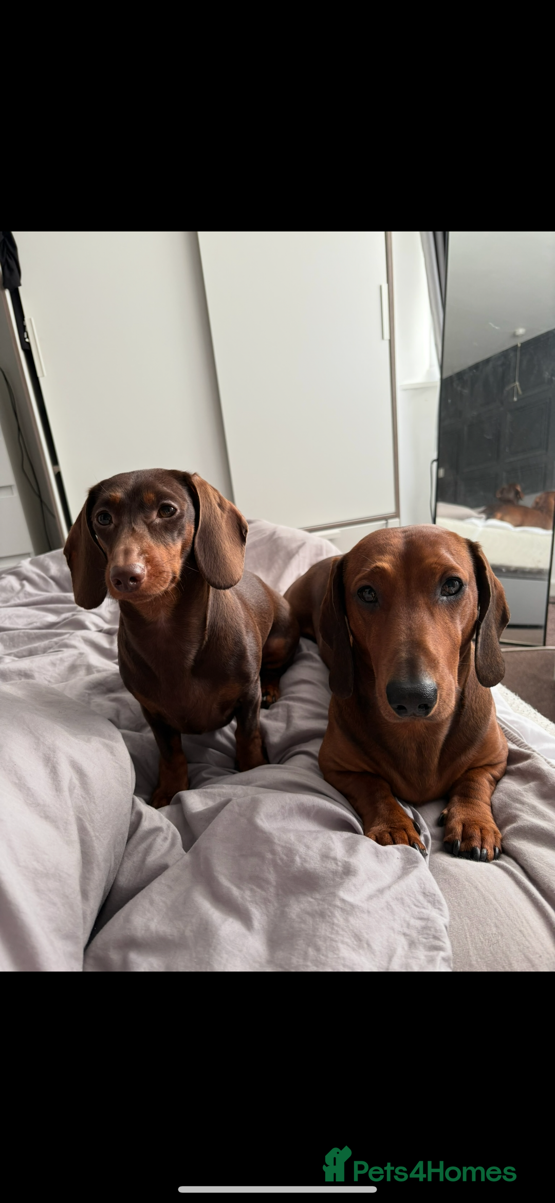 Dachshund dogs for sale: Dachshunds pups for sale - Advert 13