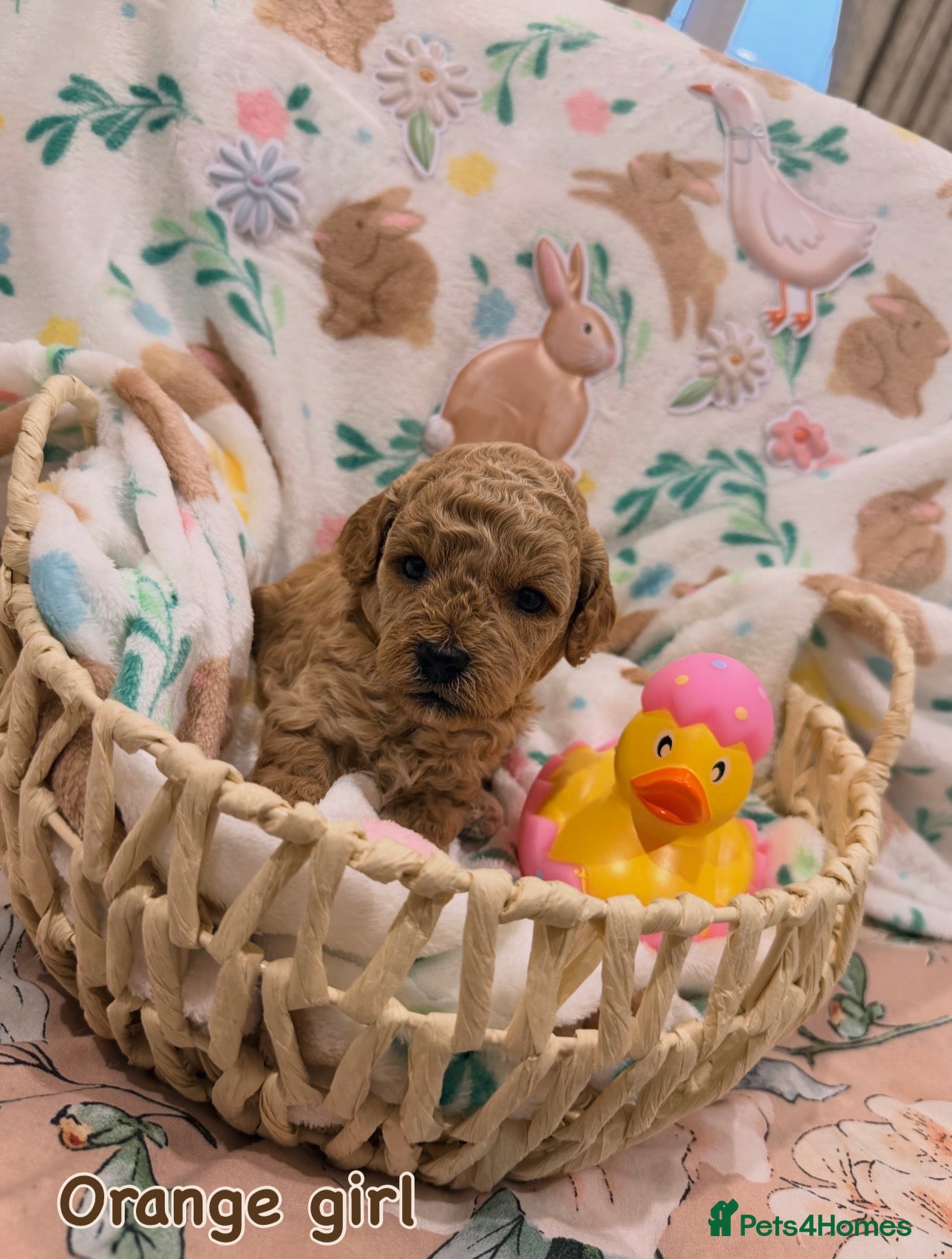 Cavapoo dogs Cavapoos 5 star licensed breeder - Advert 6