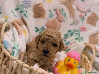 Cavapoo dogs Cavapoos 5 star licensed breeder - Advert 7