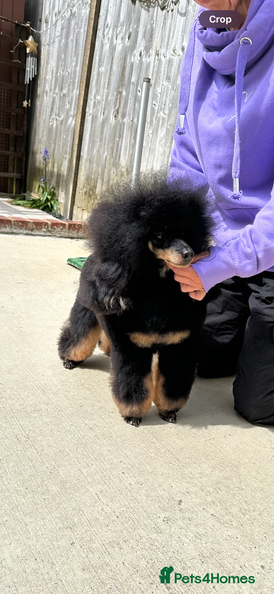 Miniature Poodle dogs for stud: Small RKC registered Miniature Phantom Poodle - Advert 38