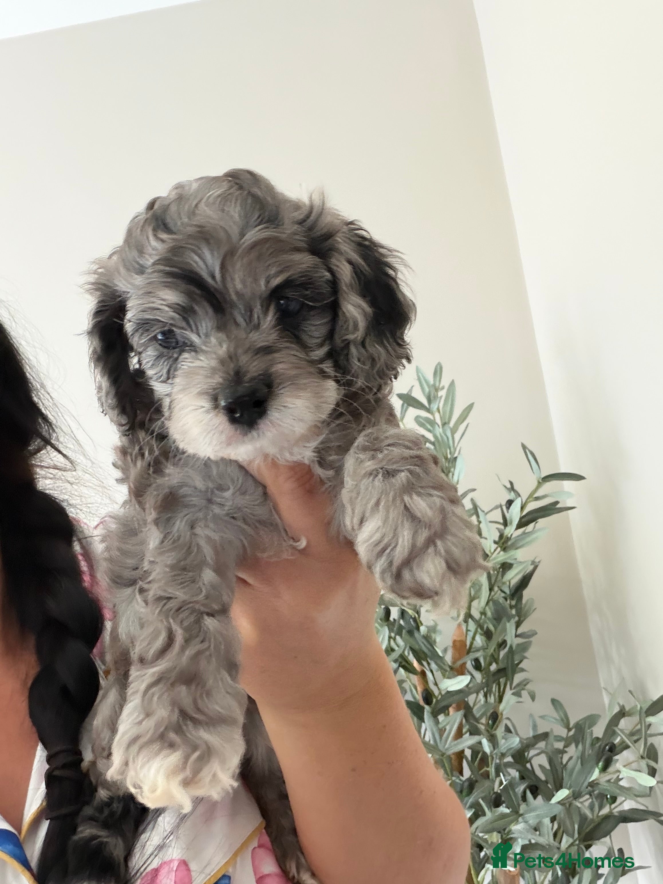 Cockapoo dogs Stunning Yankeepoo puppies ❤️ - Advert 2