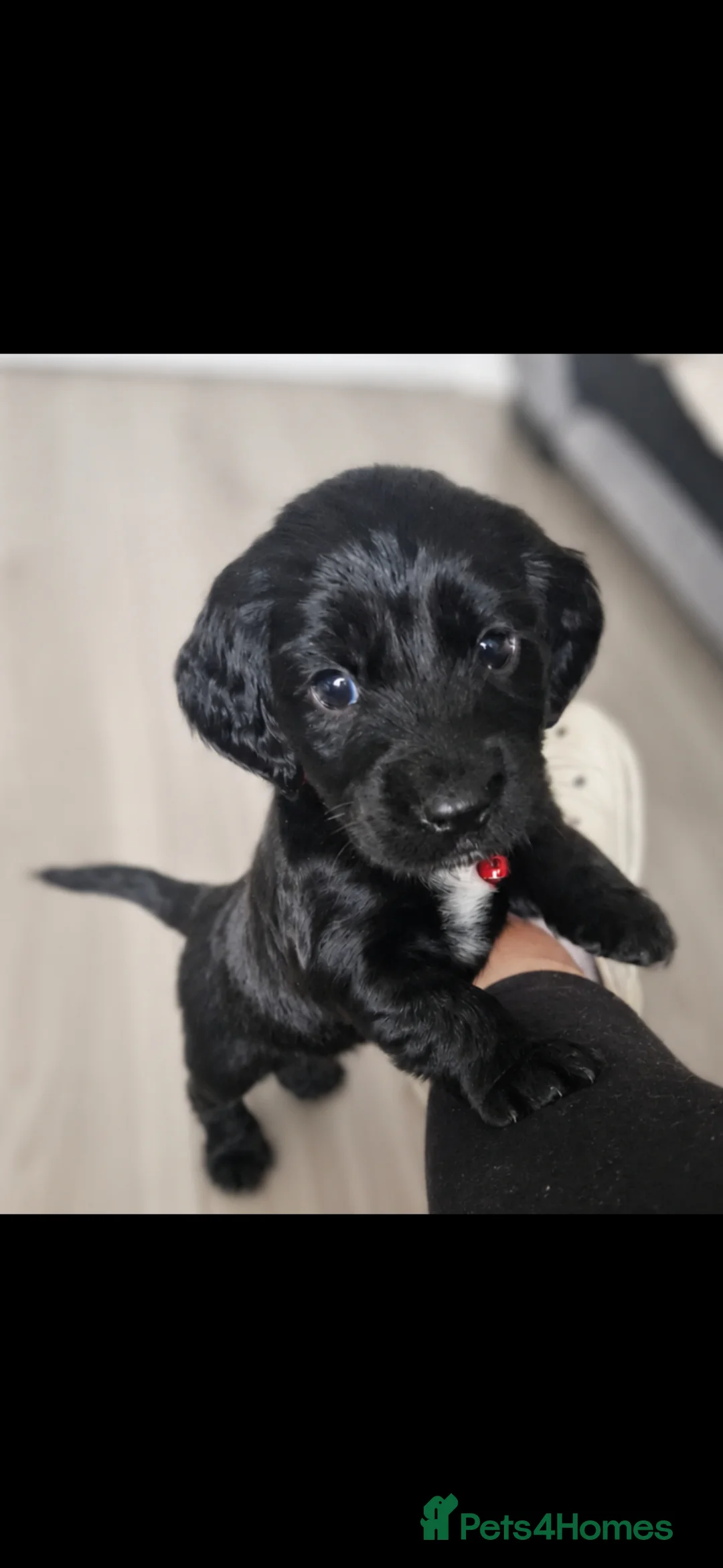 Sprocker dogs for sale: Sprocker puppies  - Advert 2