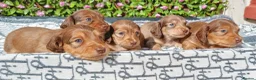Miniature Dachshund dogs for sale: READY NOW LH SHADED CREAM MINI KC REG PRA CLEAR - Advert 8