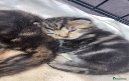 Mixed Breed cats for sale: BengalXTabby kittens LAST BOY LEFT NOW - Image 10