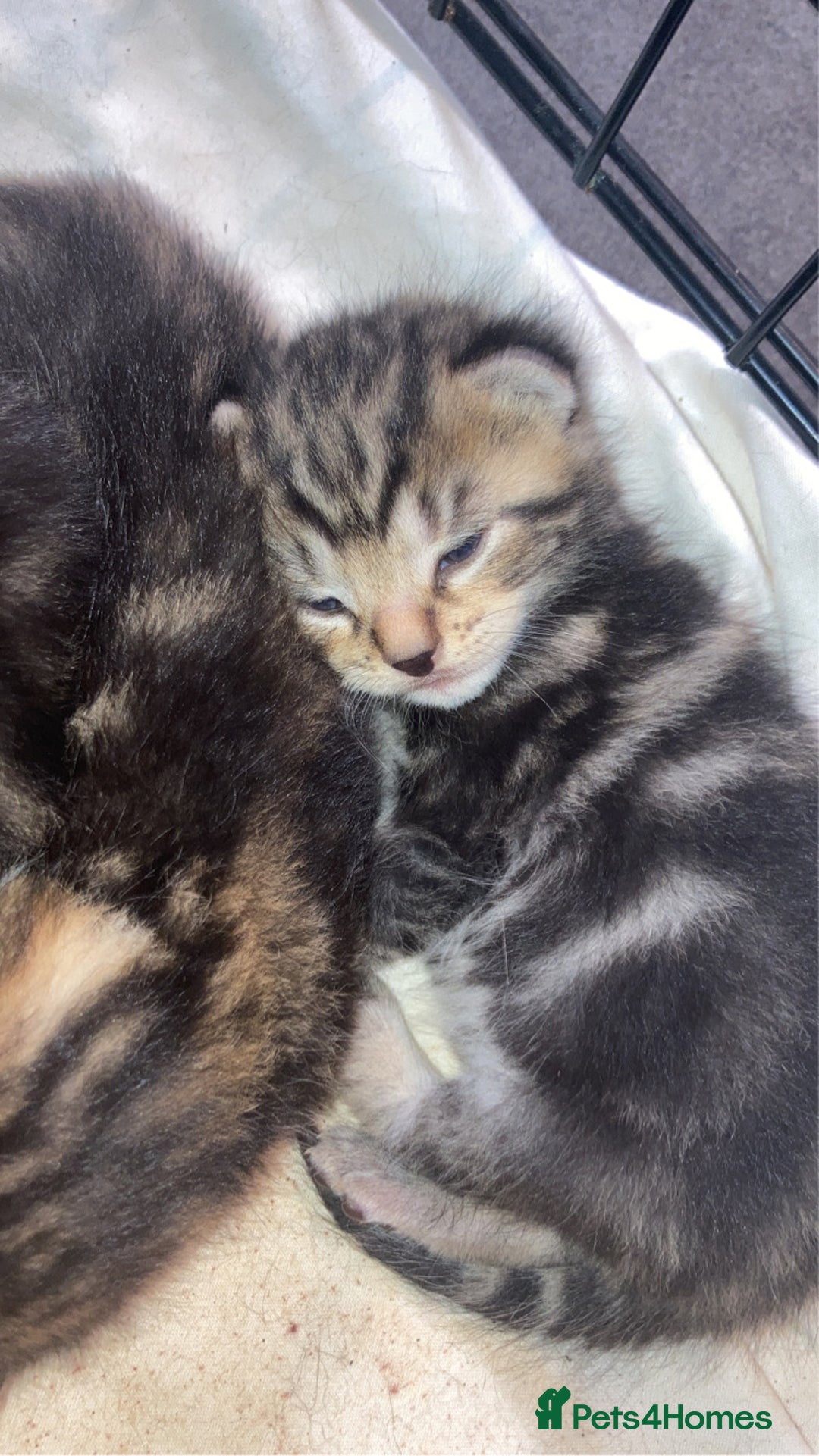 Mixed Breed cats for sale: BengalXTabby kittens LAST BOY LEFT NOW - Image 10