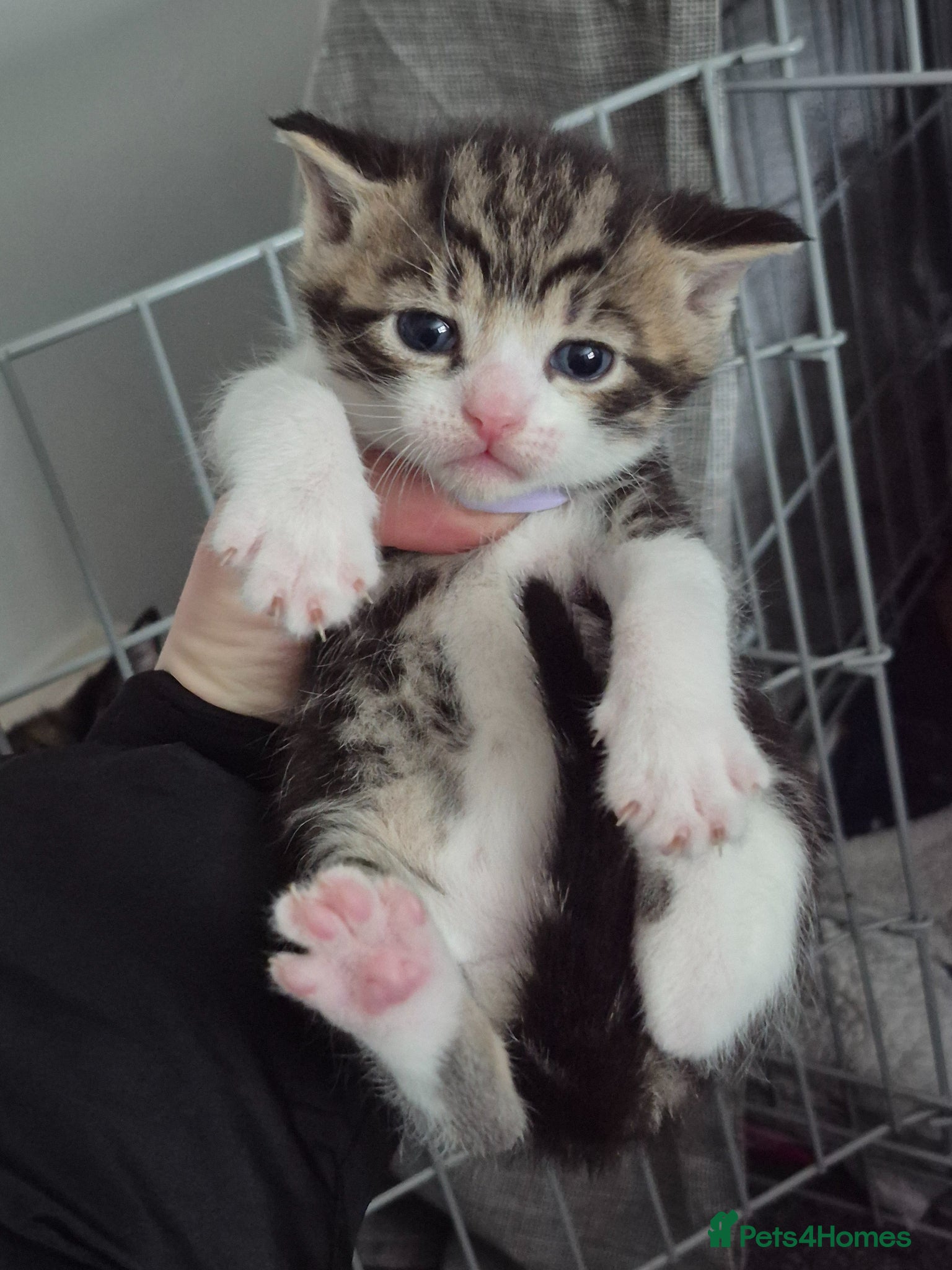 Mixed Breed cats 3 beautiful boy  - Advert 14