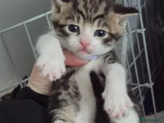 Mixed Breed cats 3 beautiful boy - Advert 14