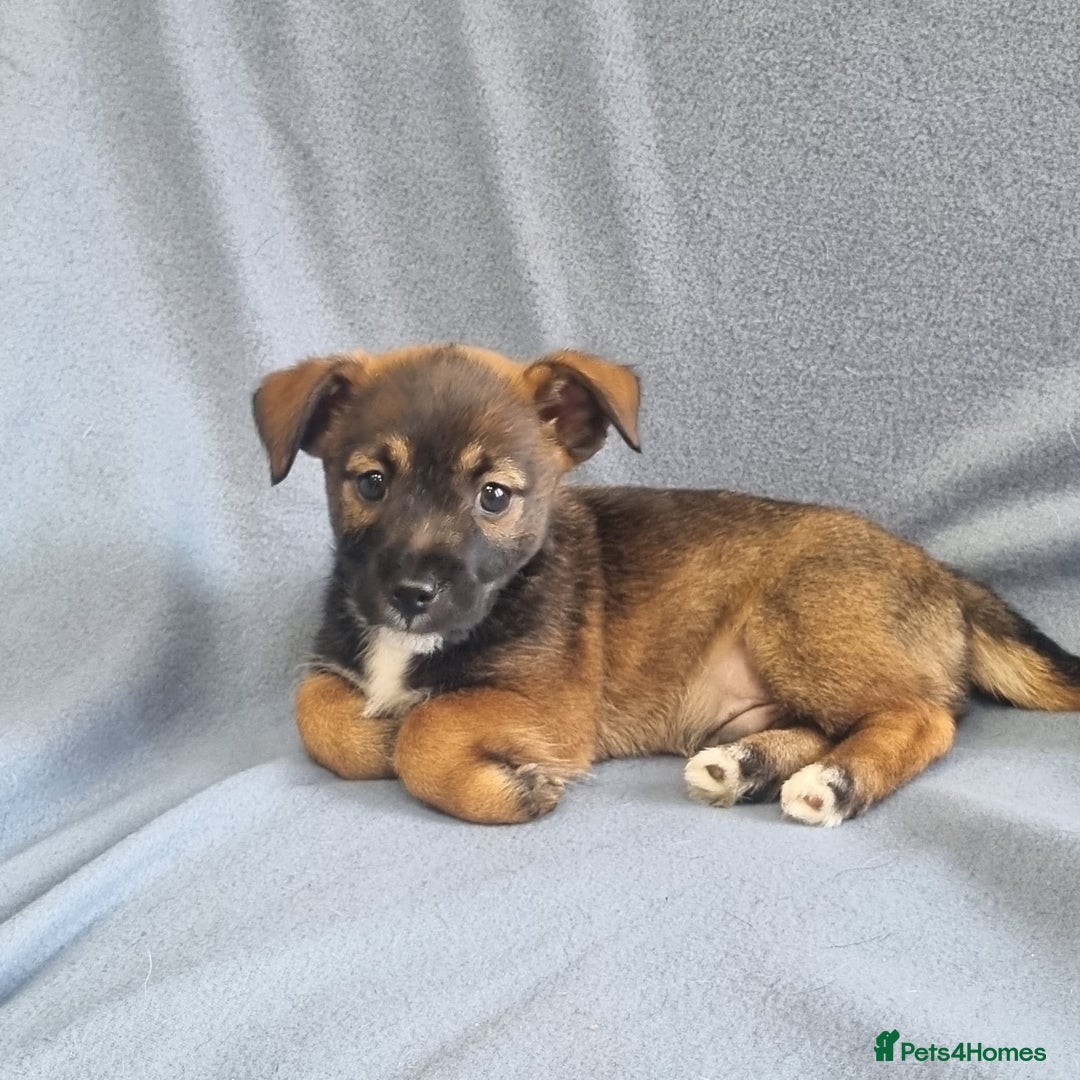 Jack Russell dogs for sale: Ready now 2 male Jack Russell's  - Image 2