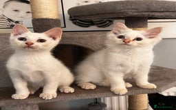 Domestic Shorthair cats for sale: ONE BOY & ONE GIRL LEFT - Image 3