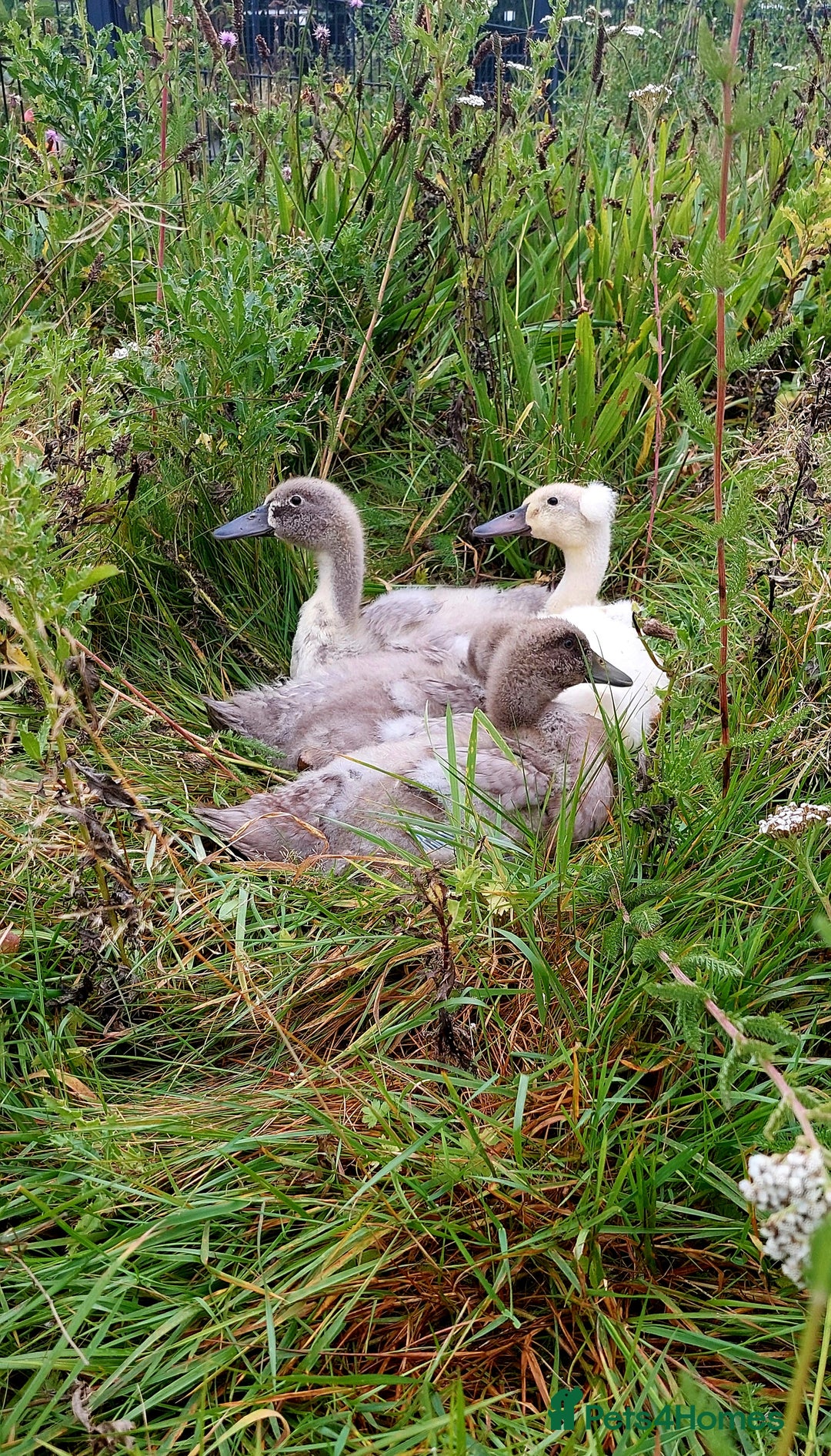 Ducks poultry for sale: Male crested runner duck - Advert 3