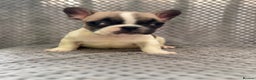 French Bulldog dogs for sale: FRENCH BULLDOG 🐶 - Advert 16