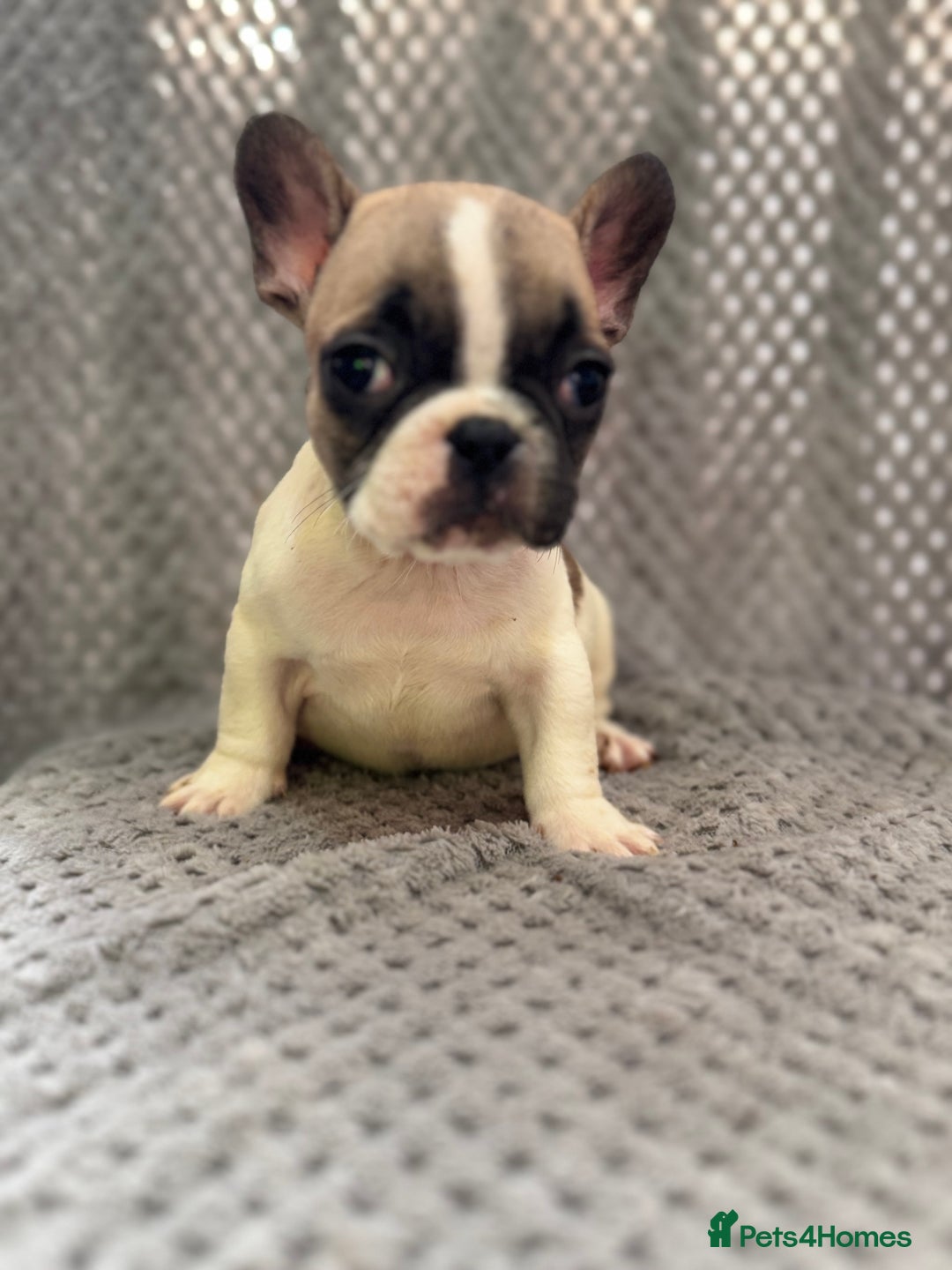 French Bulldog dogs for sale: FRENCH BULLDOG 🐶 - Advert 16