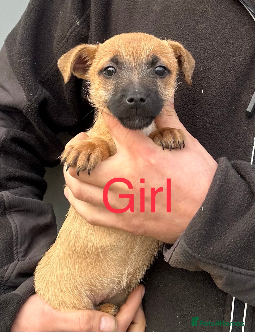 Mixed Breed dogs for sale: Dachshund x jack Russell’s  - Advert 10