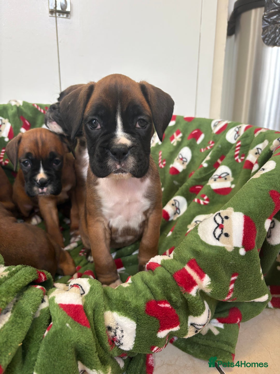 Boxer dogs for sale: Boxer puppy’s  - Advert 13