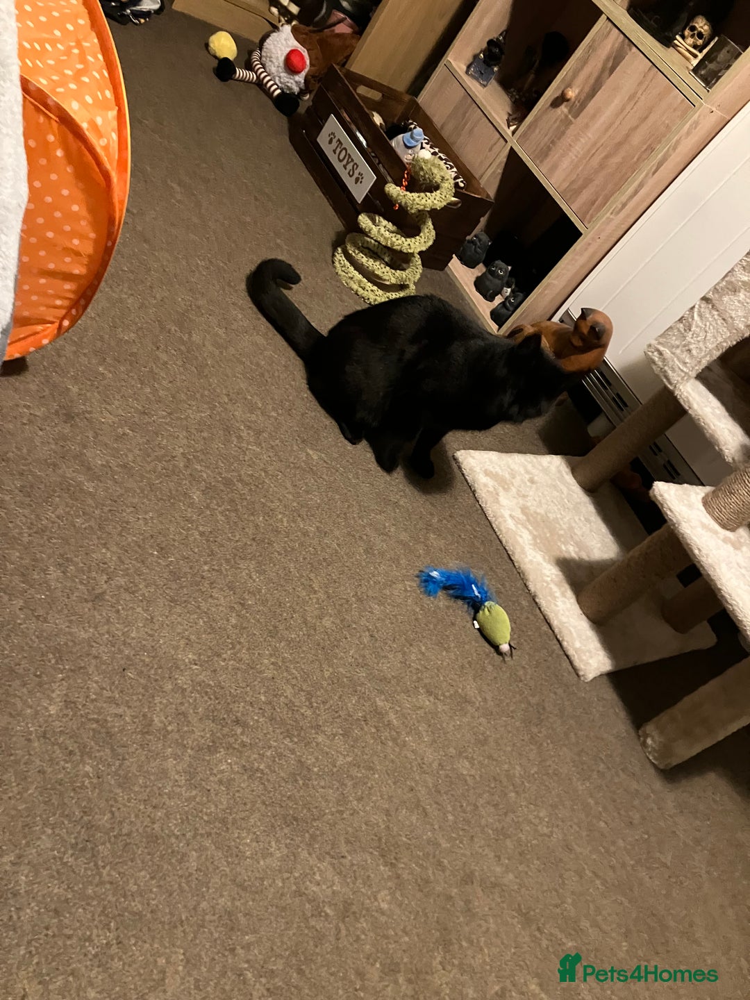 Mixed Breed cats for sale: Black Female Cat - Advert 8