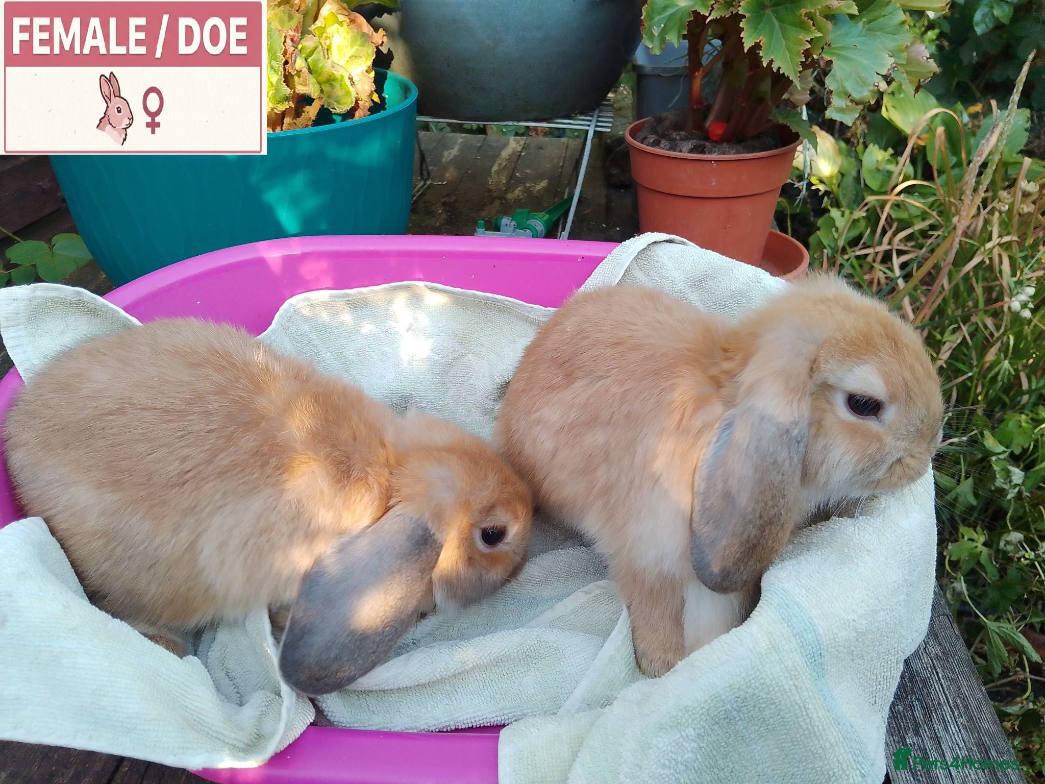 Dwarf Lop rabbits Pretty Dwarf Lop Babies: Males & Females - Advert 12