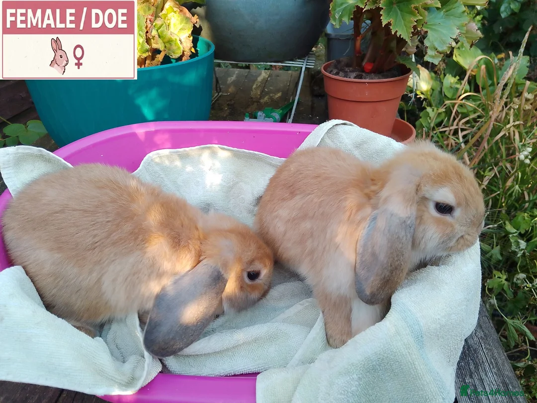 Dwarf Lop rabbits for sale: Pretty Dwarf Lop Babies: Males & Females - Advert 1