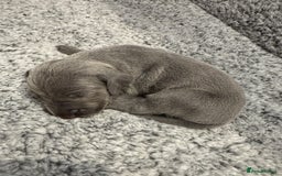 Weimaraner dogs for sale: 🐾 KC Registered Weimaraner Puppies 🐾 - Image 11