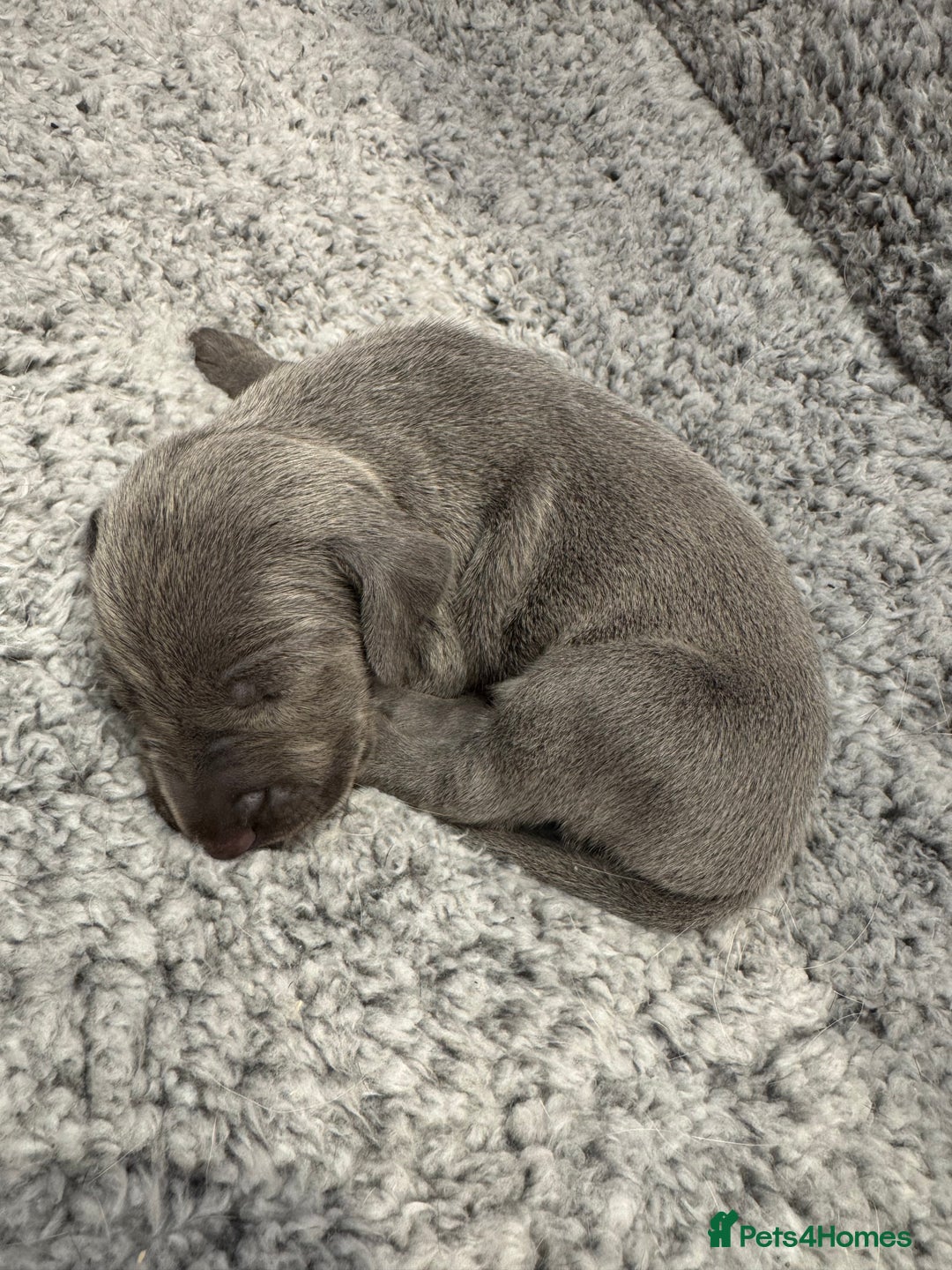 Weimaraner dogs for sale: 🐾 KC Registered Weimaraner Puppies 🐾 - Image 11