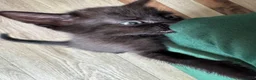 Mixed Breed cats for sale: Kittens for sale  - Advert 7