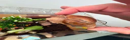 Snails invertebrates for sale: African giant land snails mixed sizes  in Bridgend - Advert 10