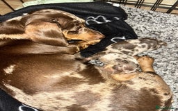 Dachshund dogs for adoption: Stunning Dachsund  - Image 5