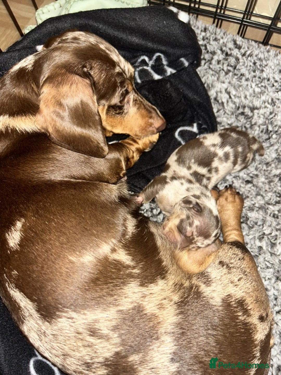 Dachshund dogs for adoption: Stunning Dachsund  - Image 5