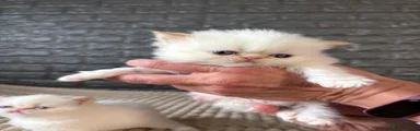 Exotic Kitten 3