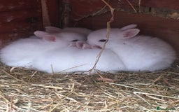 Lionhead rabbits for sale: Rabbits  - Image 1