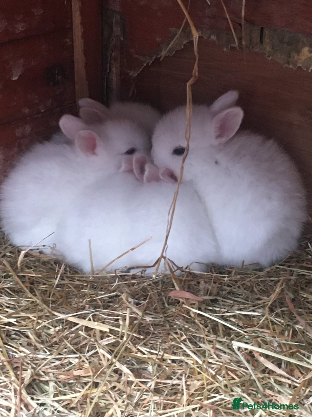 Lionhead rabbits for sale: Rabbits  - Image 1