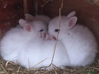 Lionhead rabbits - Advert 1