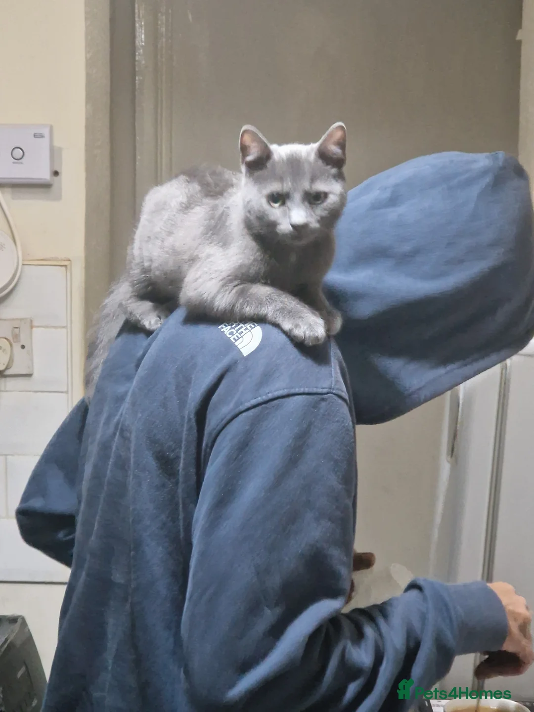 Mixed Breed cats for sale:  da silva grey tom in Smethwick - Advert 6