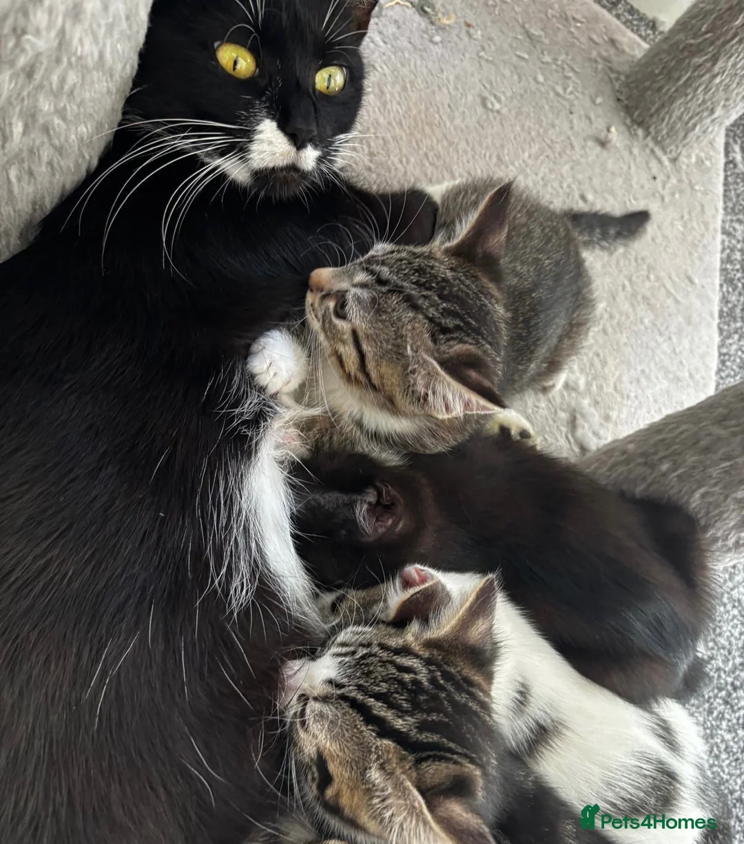 Mixed Breed cats for sale: 4 beautiful kittens, ready today, amazing mix  - Advert 39