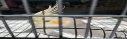 Cockatiels birds for sale: Female Grey Cockatiel in London - Advert 2