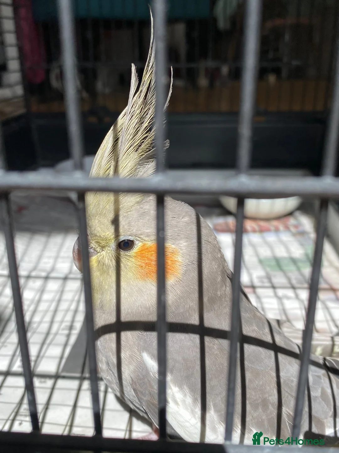 Cockatiels birds for sale: Female Grey Cockatiel in London - Advert 2