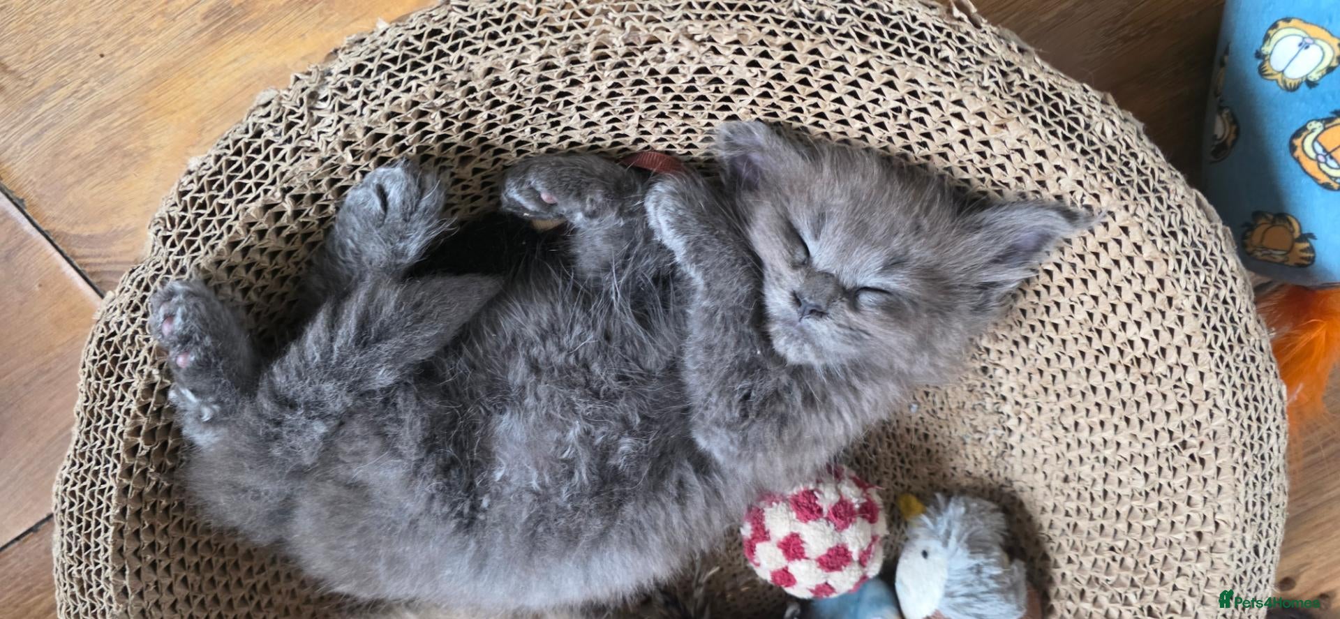 Maine Coon cats stunning maincoon creams & blues - Advert 2
