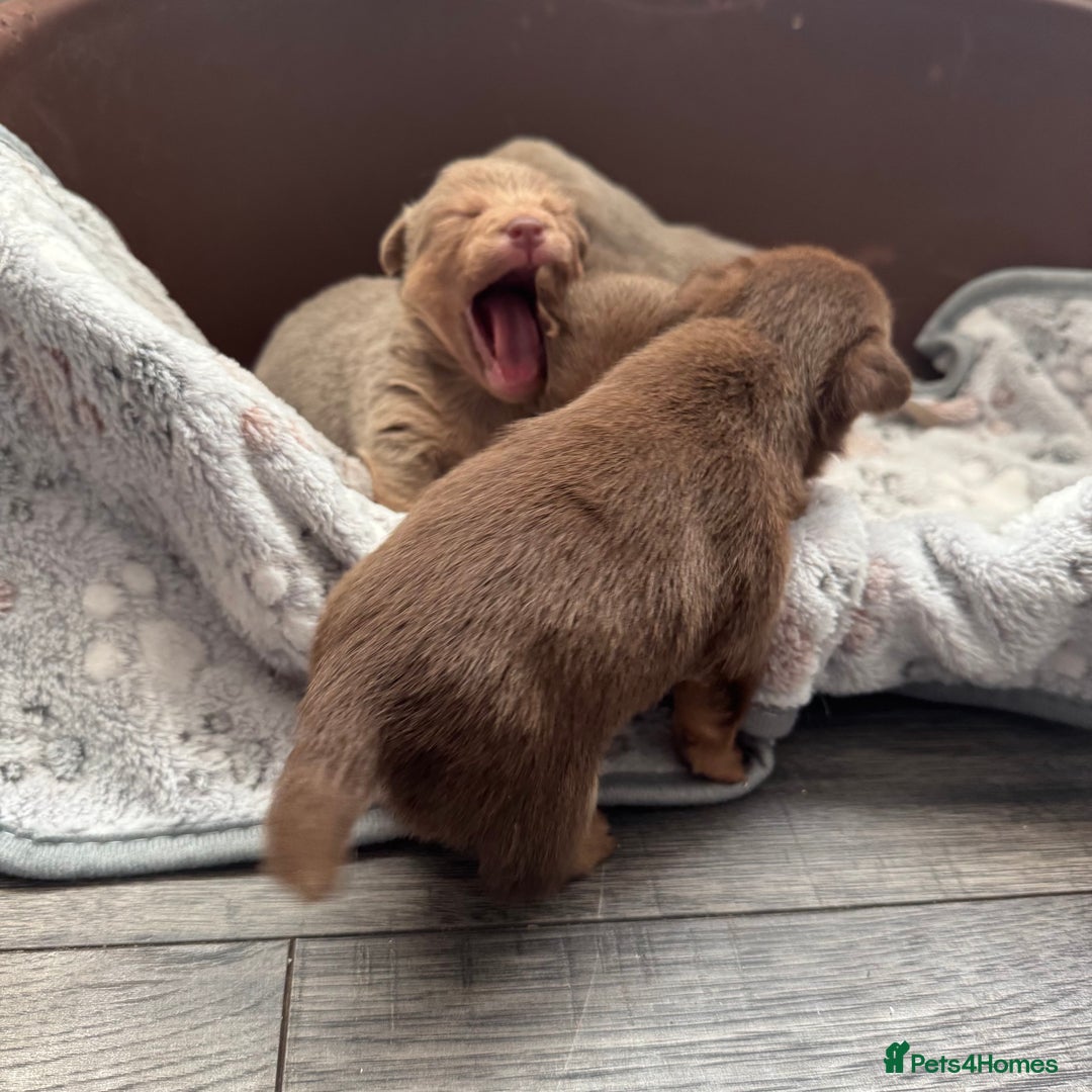 Jack Russell dogs for sale: Stunning miniature jack Russell puppies  - Advert 18