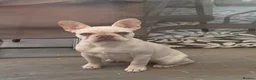 French Bulldog dogs for sale: Platinum French bulldog in Southampton - Advert 1