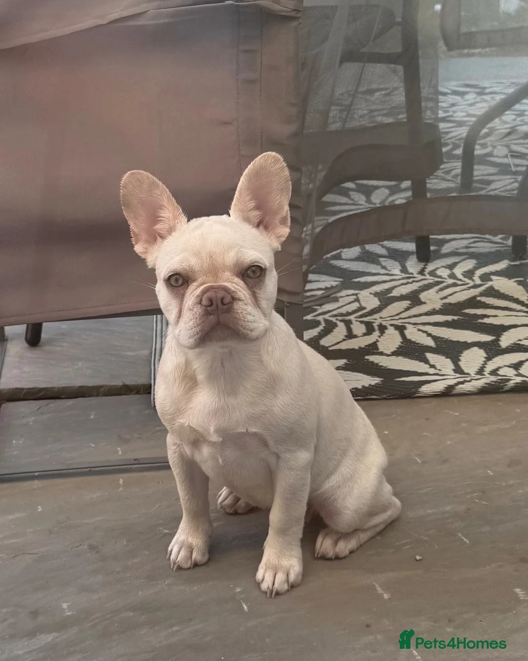 French Bulldog dogs for sale: Platinum French bulldog in Southampton - Advert 1