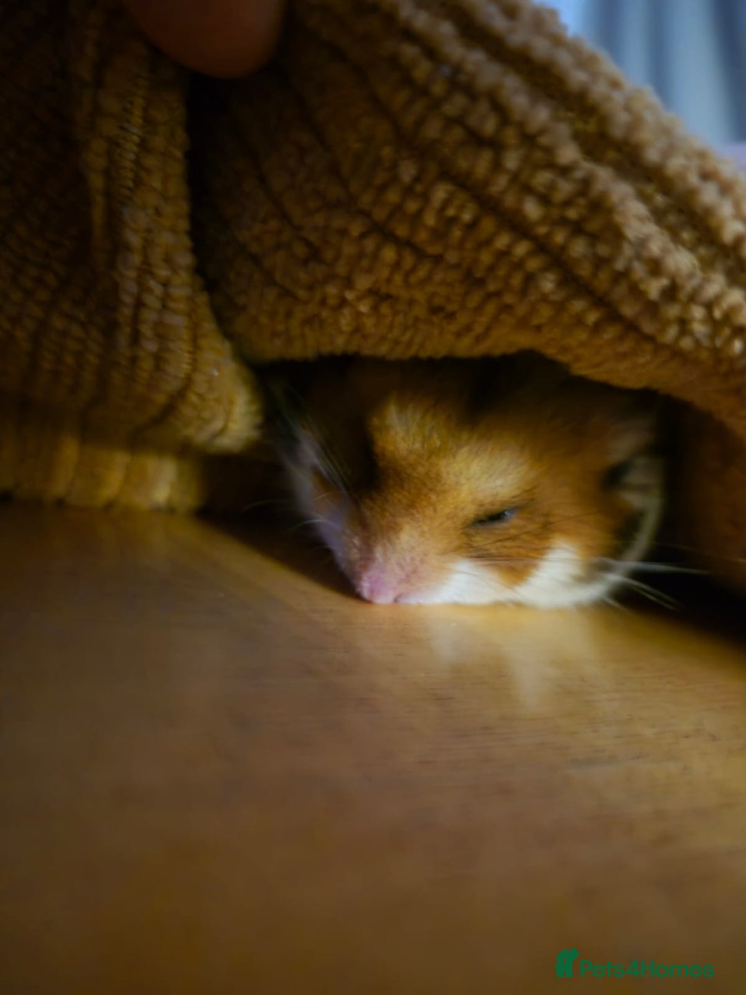 Hamster rodents for sale: Lovely hamster +set up - Image 5