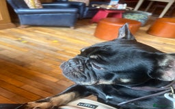 French Bulldog dogs for sale: Urgent rehome needed - Image 13