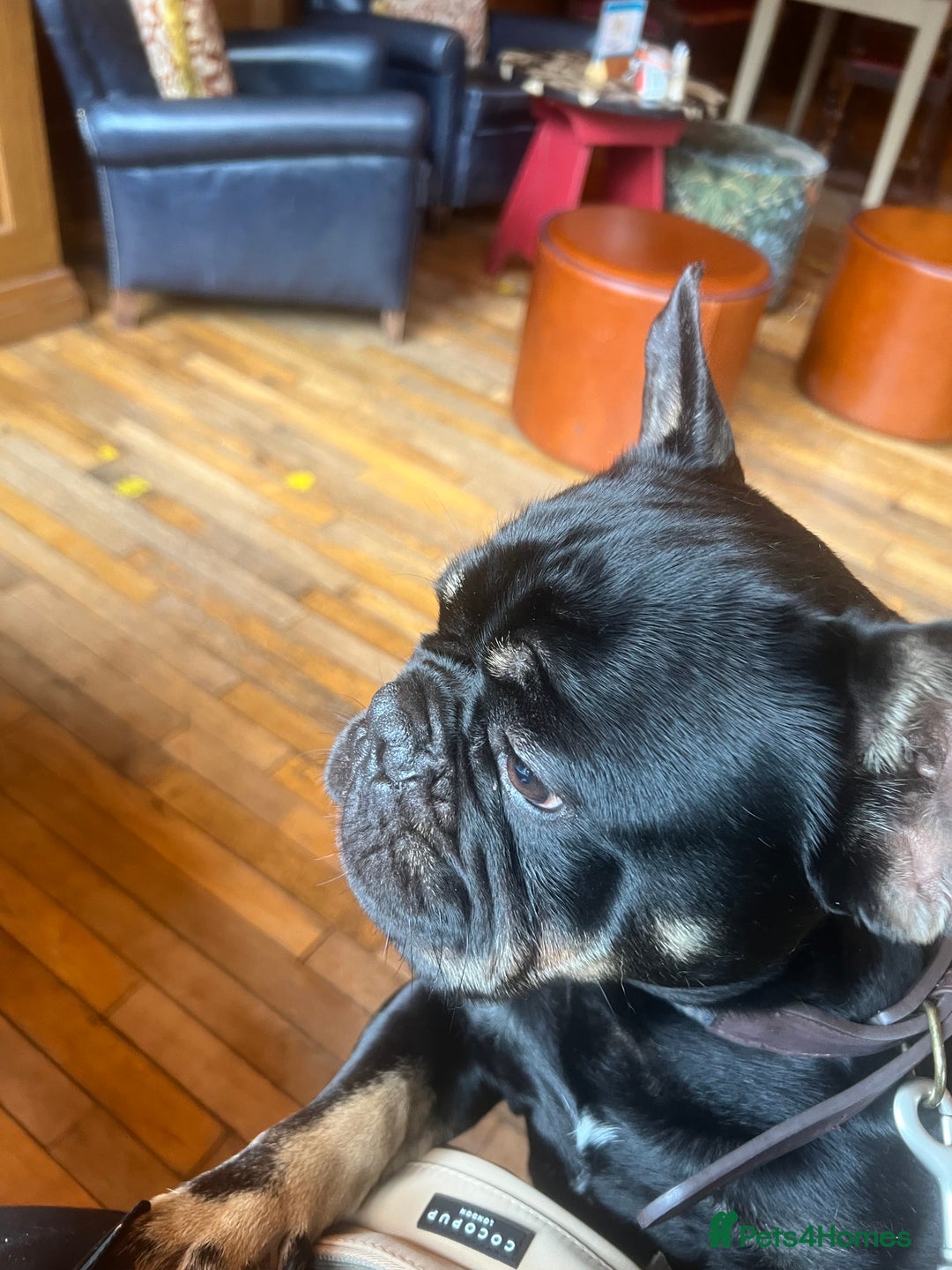 French Bulldog dogs for sale: Urgent rehome needed - Image 13