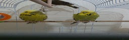 Budgerigars birds for sale: Couple Crested budgies  - Advert 10