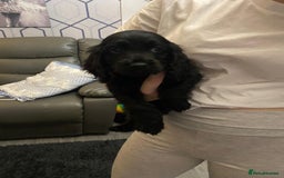 Cocker Spaniel dogs for sale: 5 th Generation Cocker Spaniel Pups/Ready to leave - Image 8