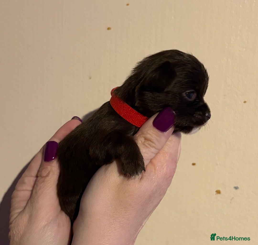 Chihuahua dogs for sale: Beautiful baby chihuahua pups - Image 9